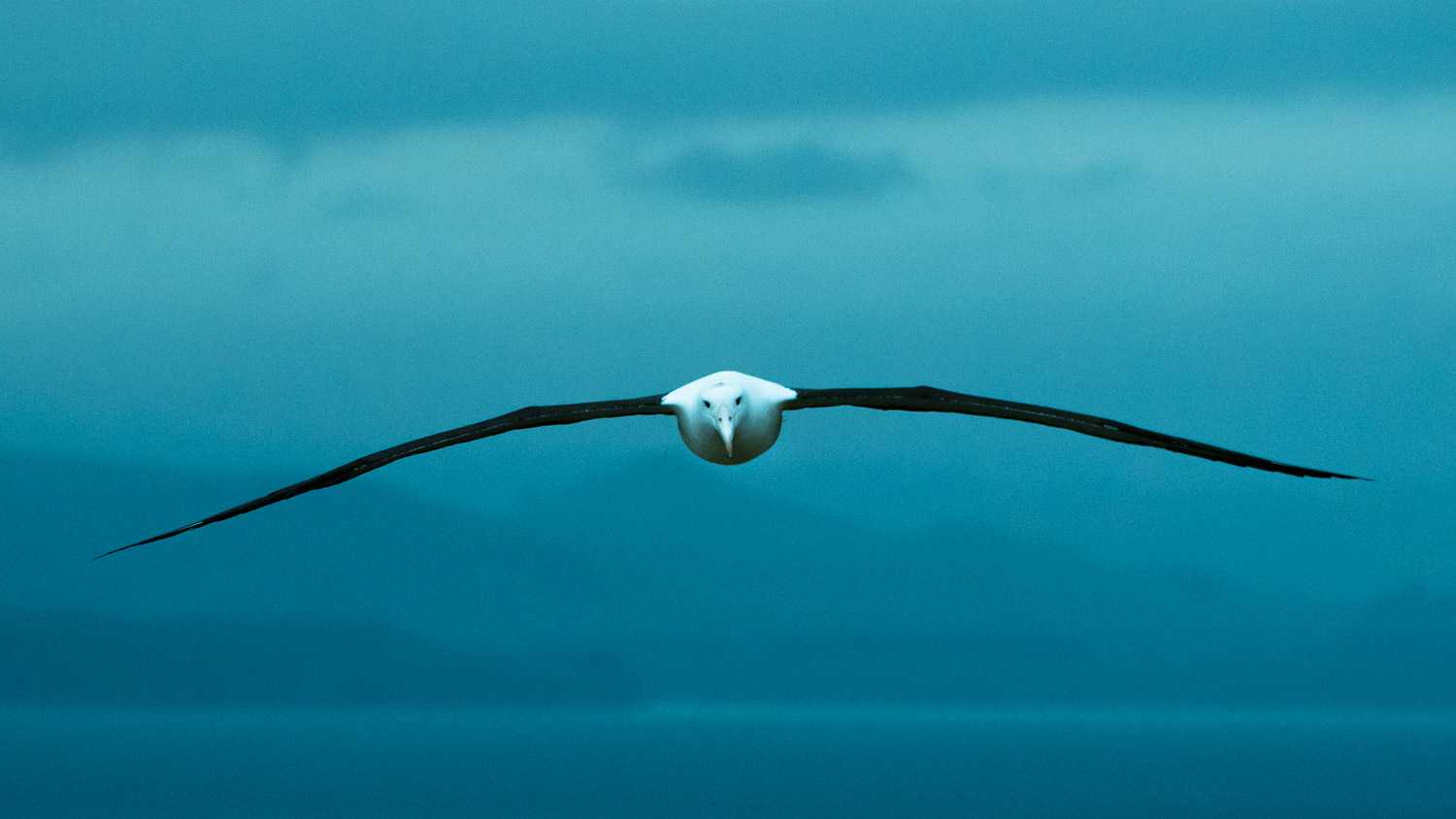 ロイヤル・アルバトロスの雄姿