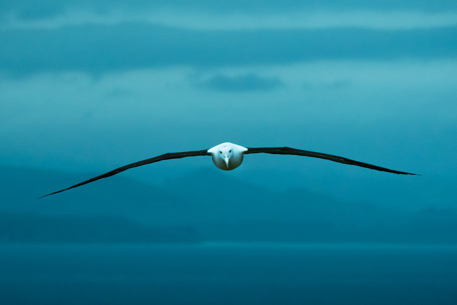 ロイヤル・アルバトロスの雄姿