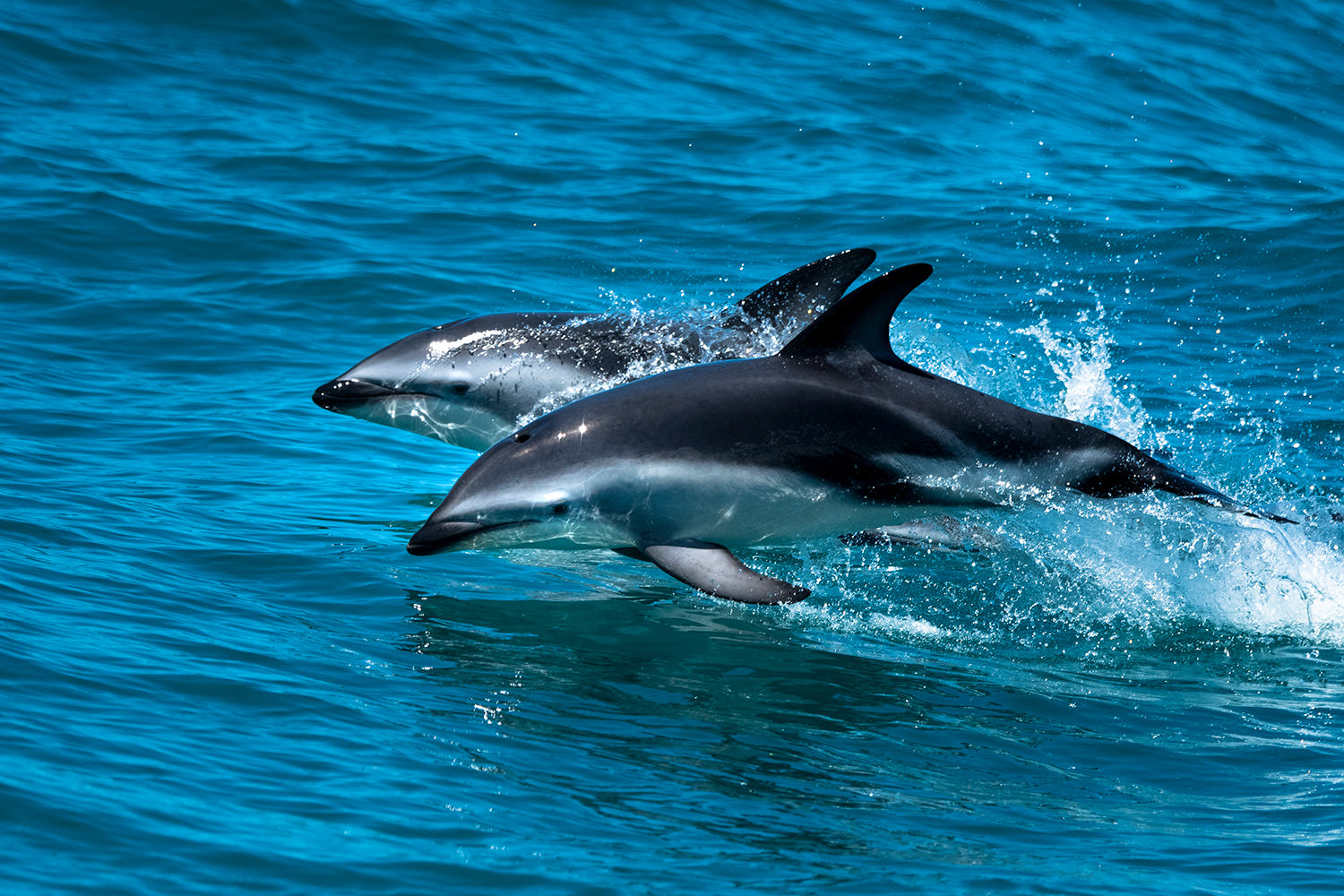 嬉しそうに飛び跳ねるダスキー・ドルフィン