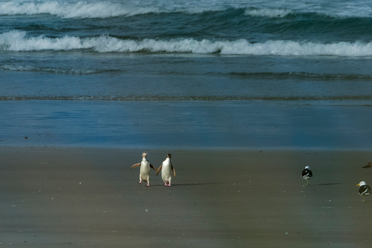 イエローアイド・ペンギンのカップル