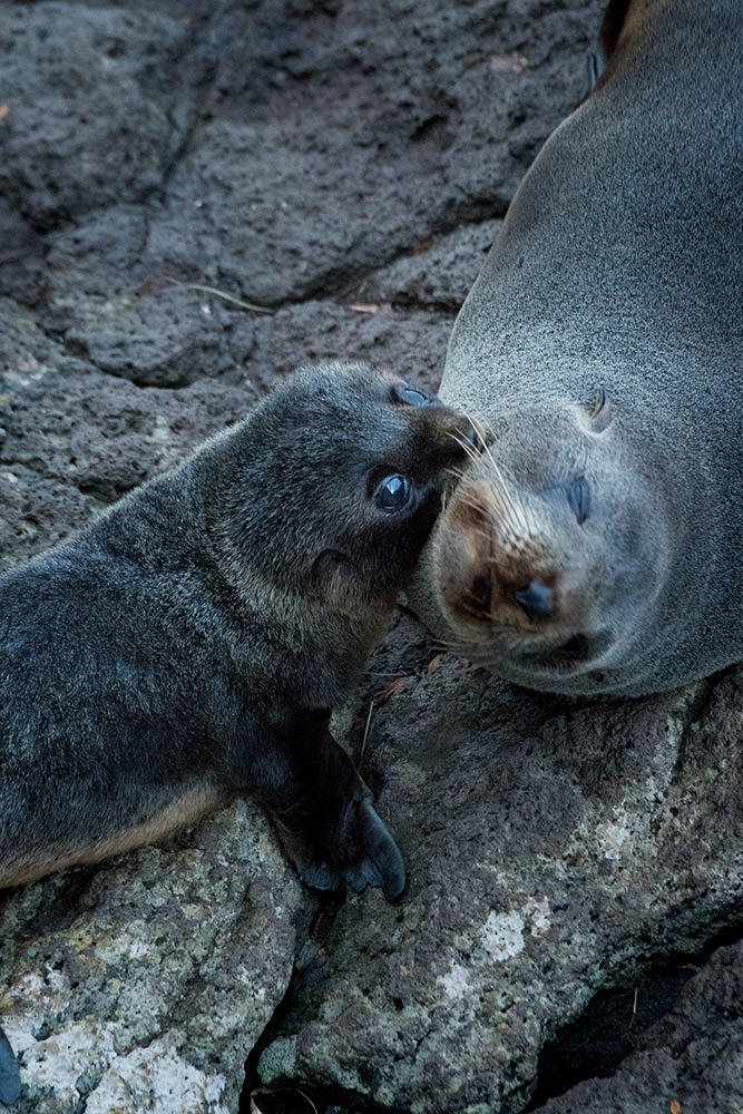ニュージーランド・オットセイの母仔