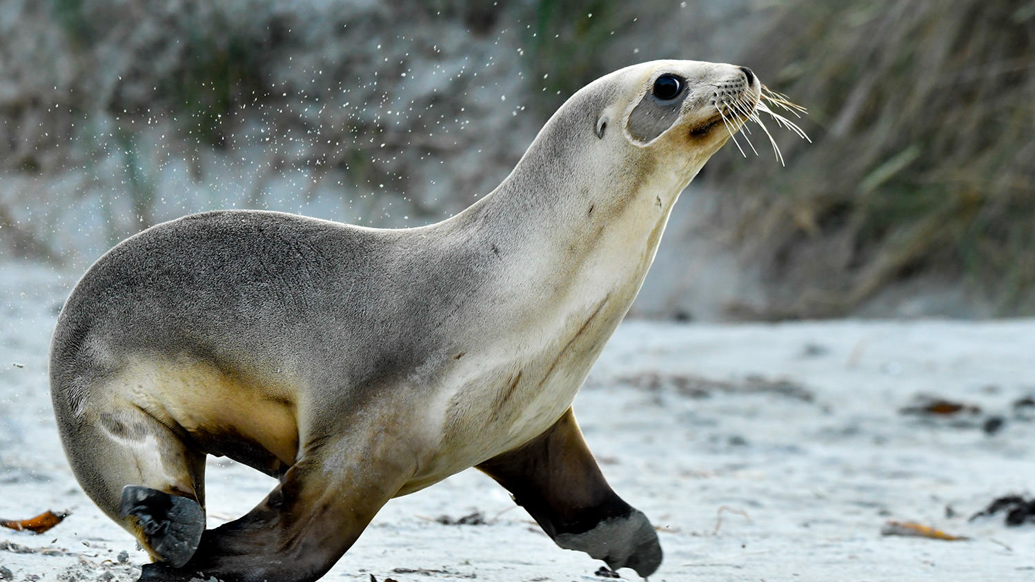 慌てるニュージーランド・アシカ