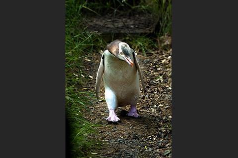 イエローアイド・ペンギン