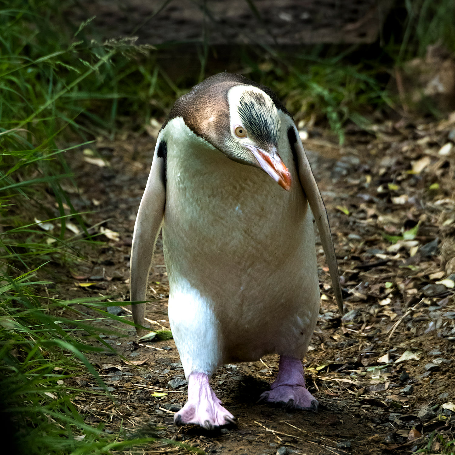 イエローアイド・ペンギン