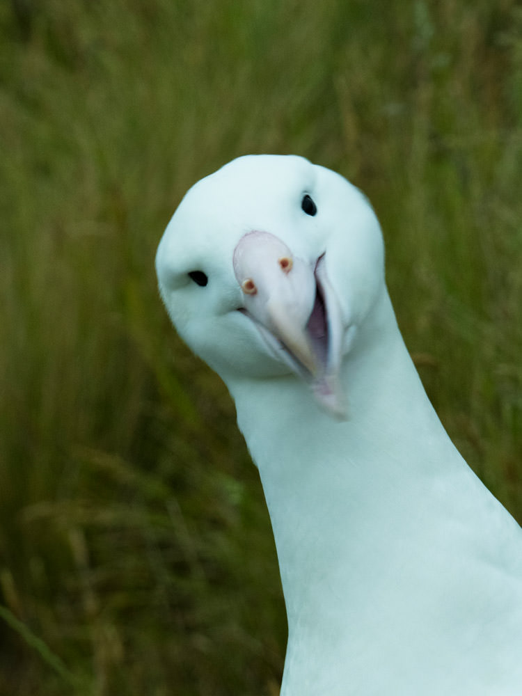 ロイヤル・アルバトロス