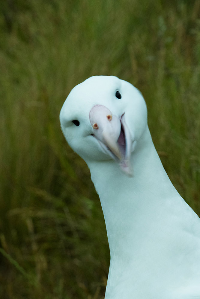 ロイヤル・アルバトロス