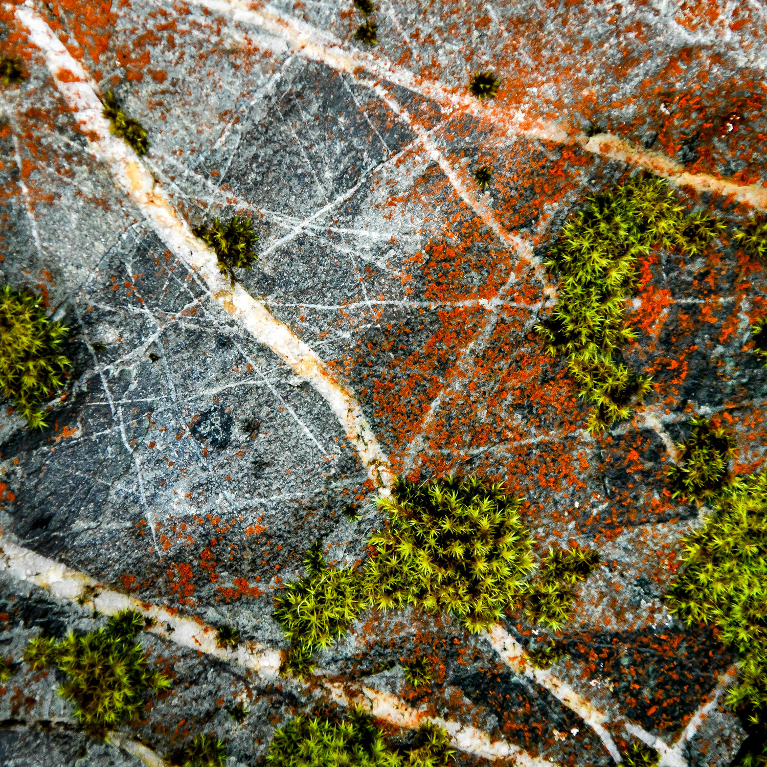 岩のディテール