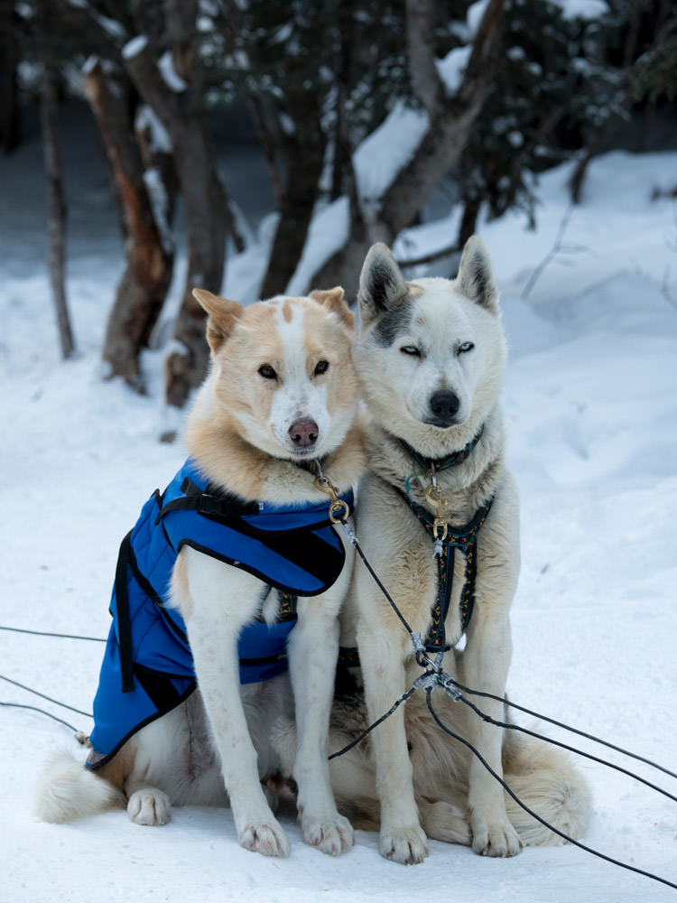 出番を待つ犬たち