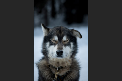 出番を待つ犬たち