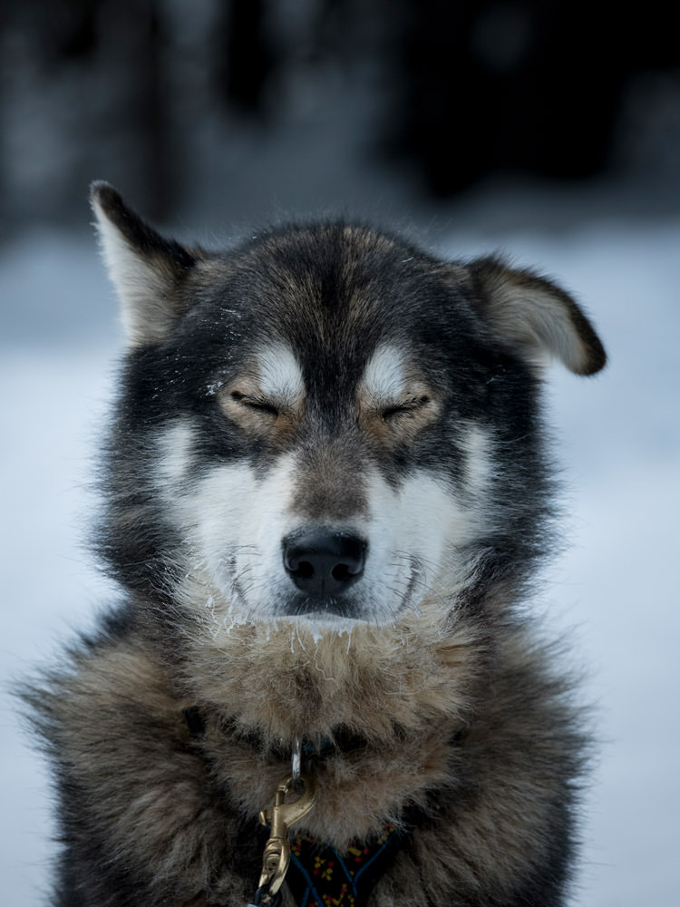 出番を待つ犬たち