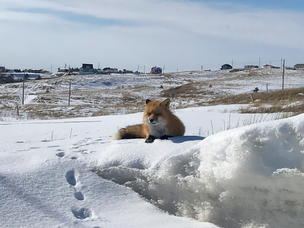 街を歩いていたら、レッドフォックスに出合った。静かに話しかけながら近寄ってパチリ。