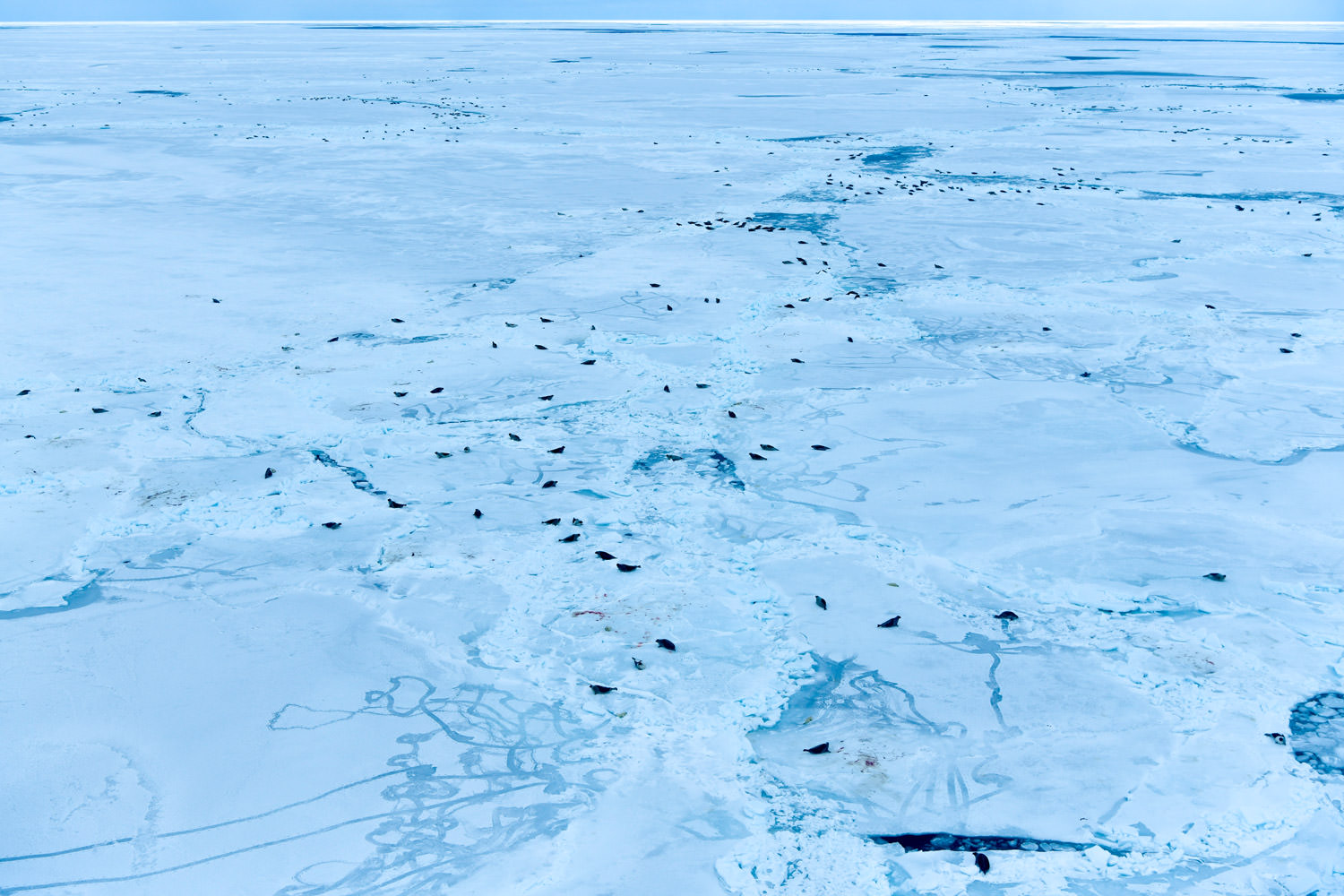 出産シーズンの始まり