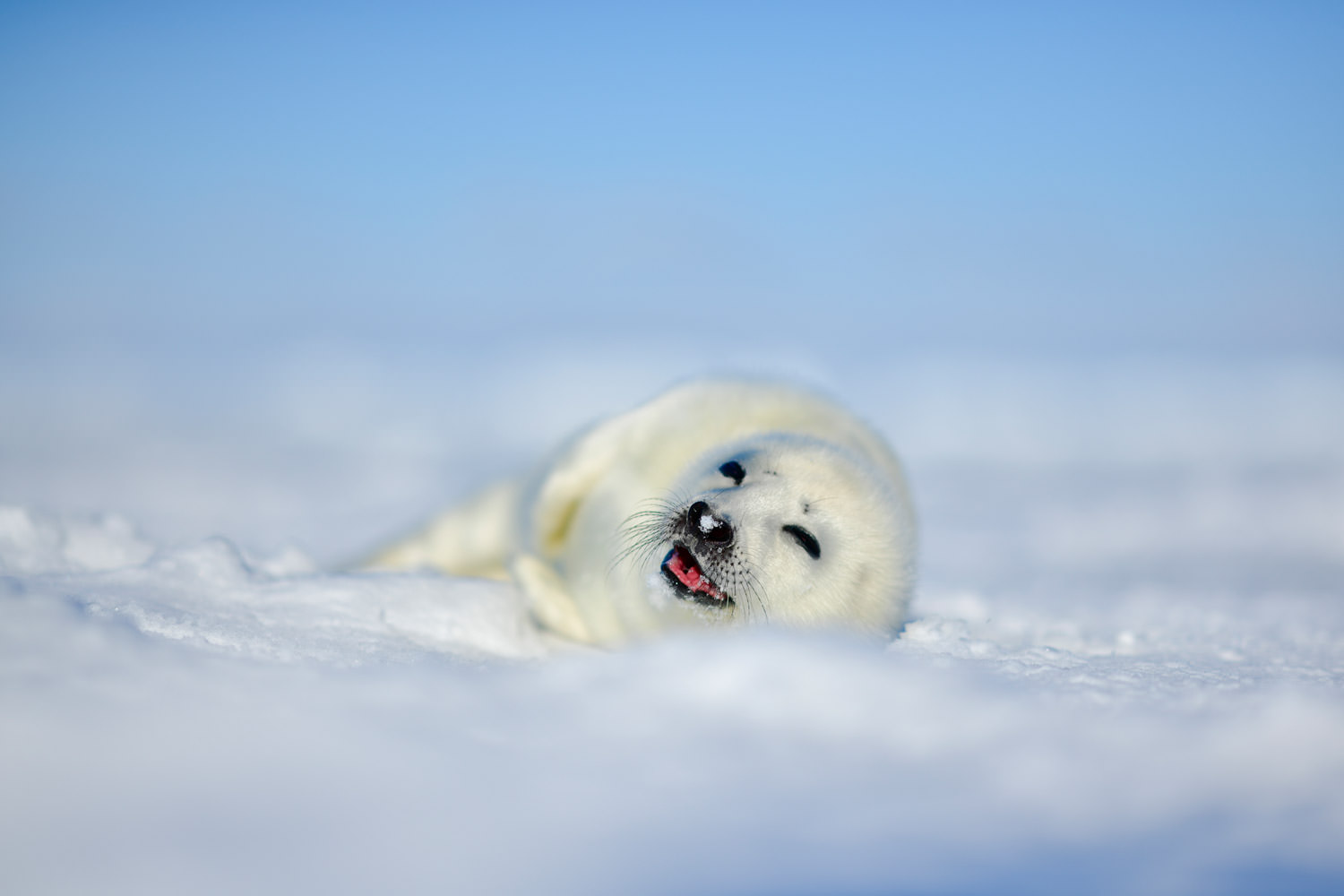 幸せそうなアザラシ