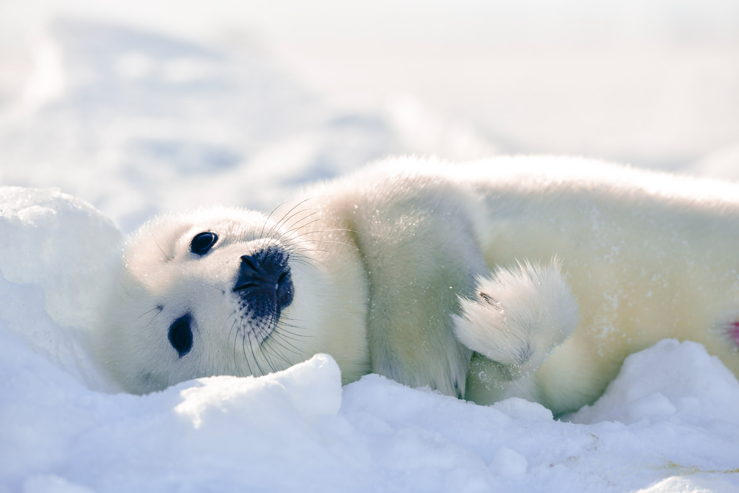 幸せそうなアザラシ