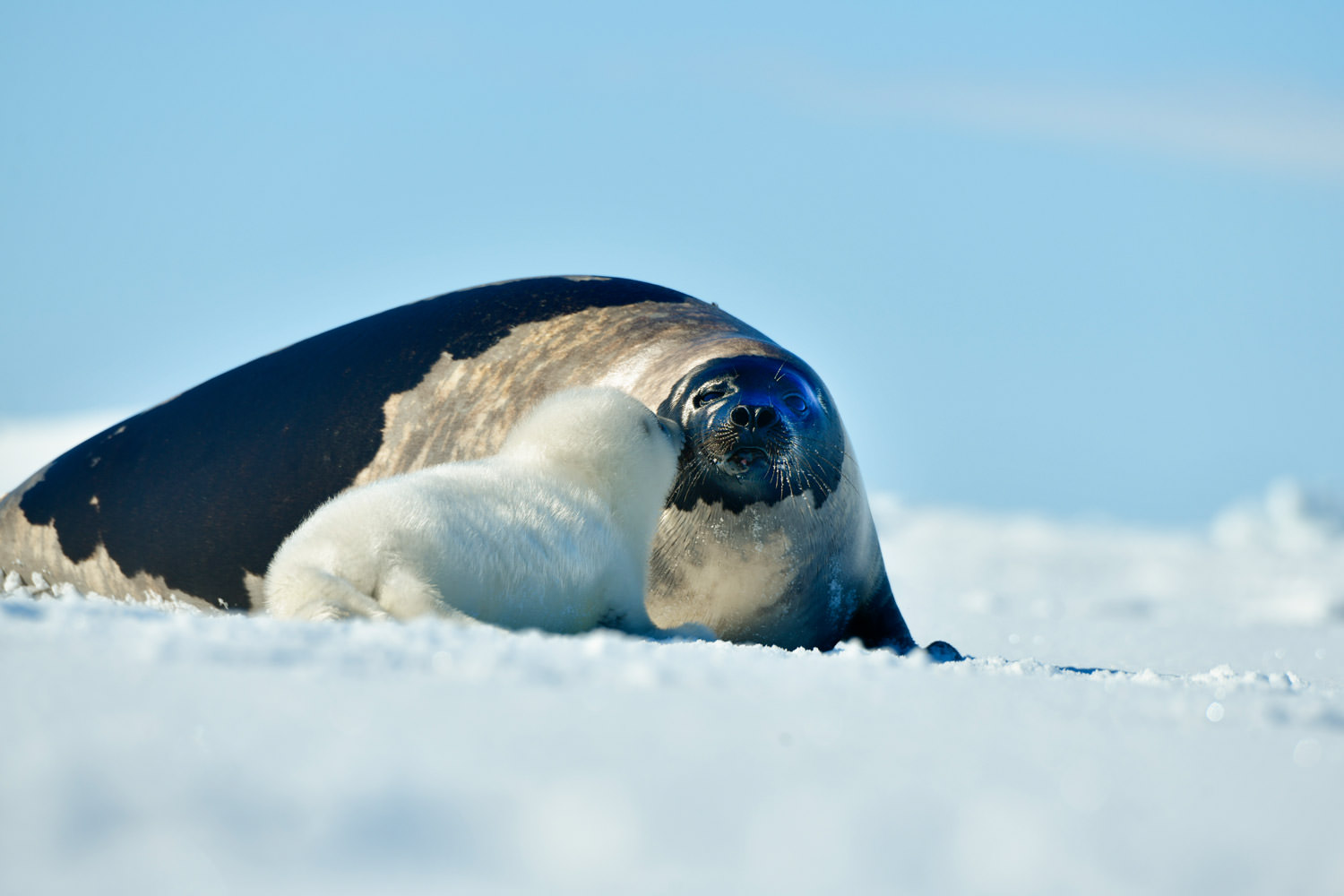母仔の触れ合い