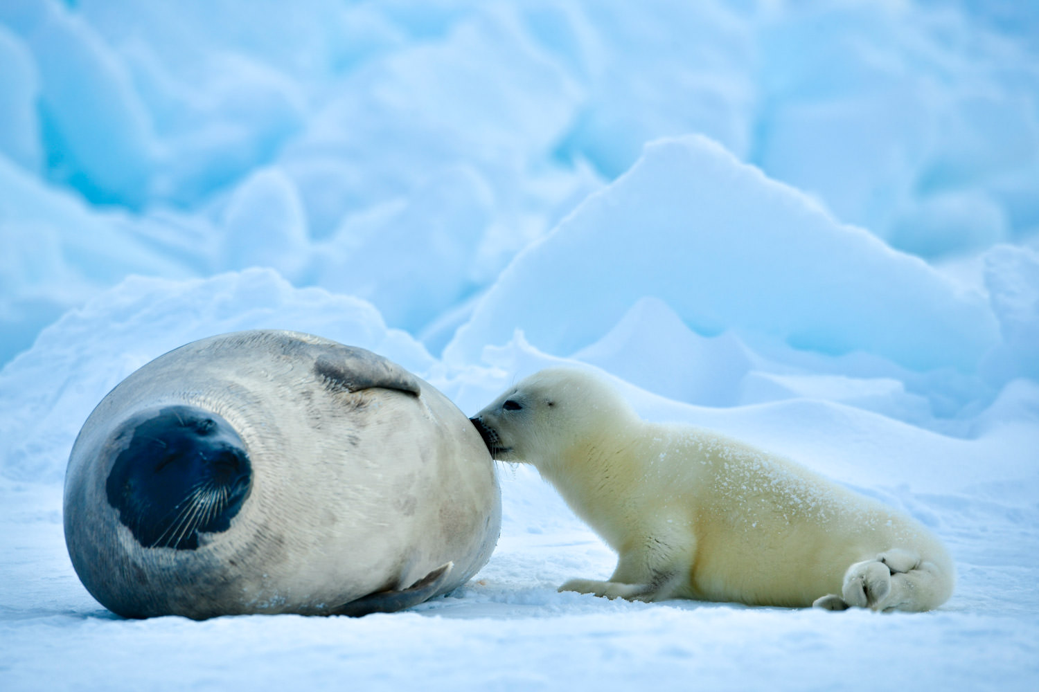 母仔の触れ合い