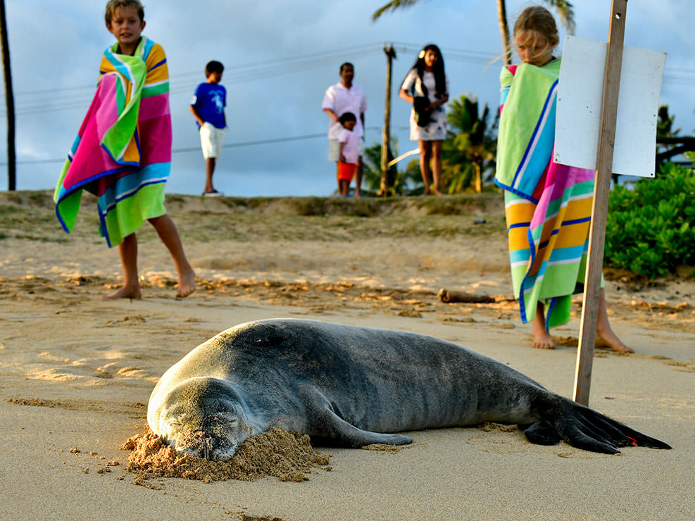 リゾート地のビーチで昼寝をしていた可愛いハワイアンモンクシール。安心して寝られるよう、観光客も邪魔をしないようにしている。カウアイ島