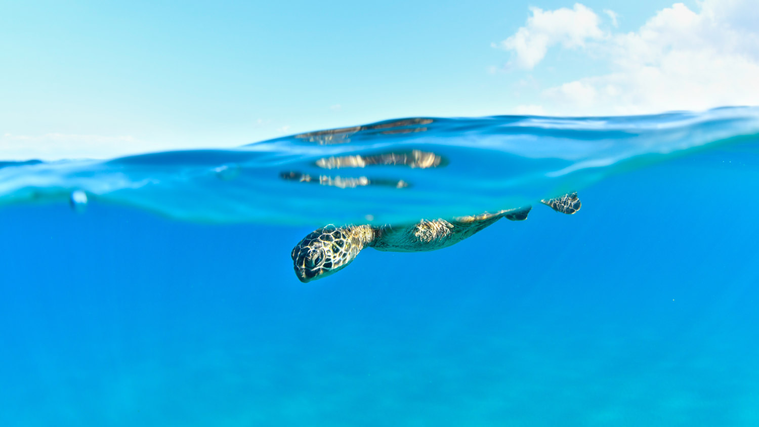 ハワイアングリーンシータートル