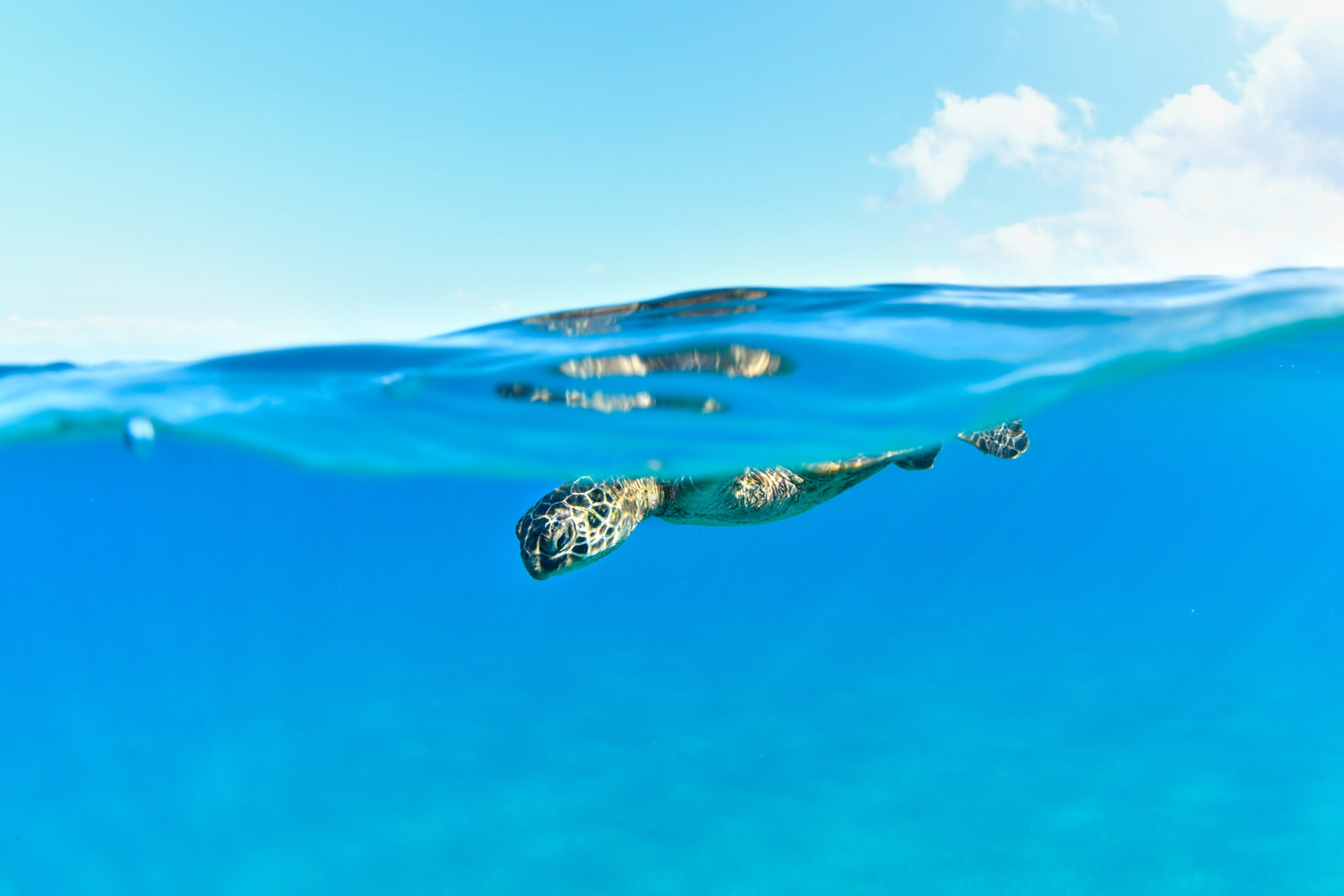 ハワイアングリーンシータートル