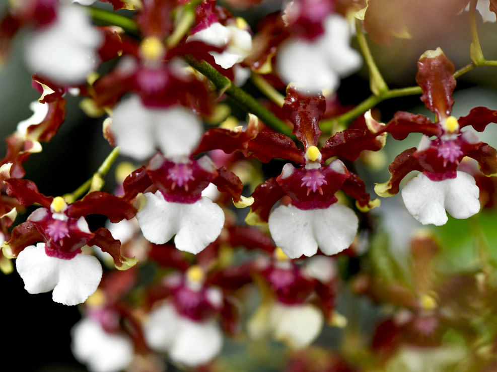 ずっと眺めていたら、ひとつひとつの花がフラダンサーのように見えてきた。