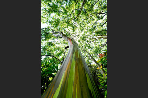 レインボーツリー