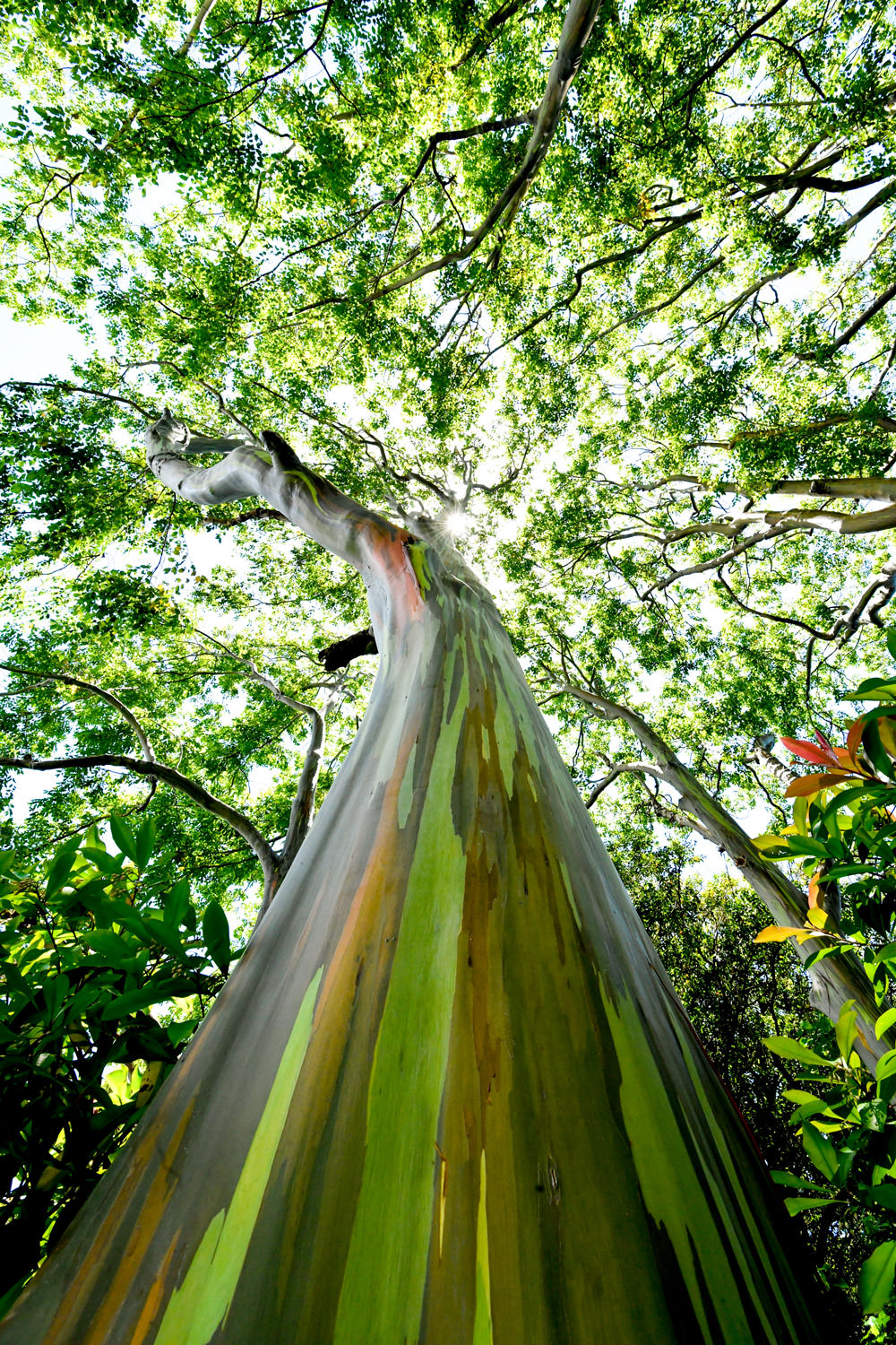 レインボーツリー