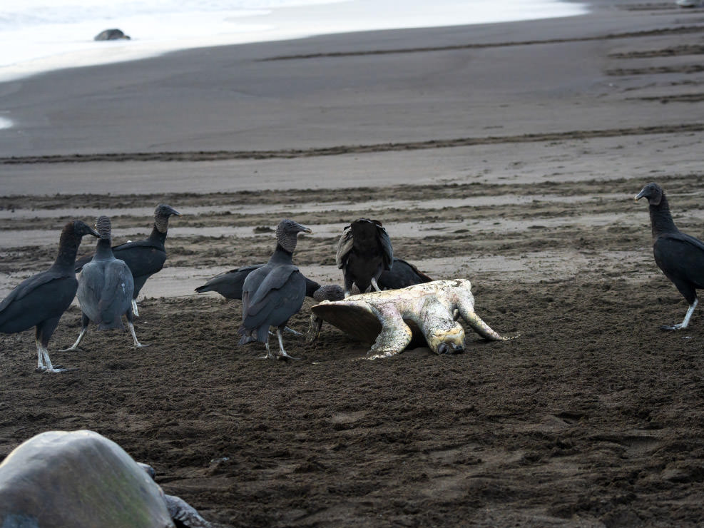 息絶えてしまった母ヒメウミガメを容赦なくついばむクロコンドルたち。