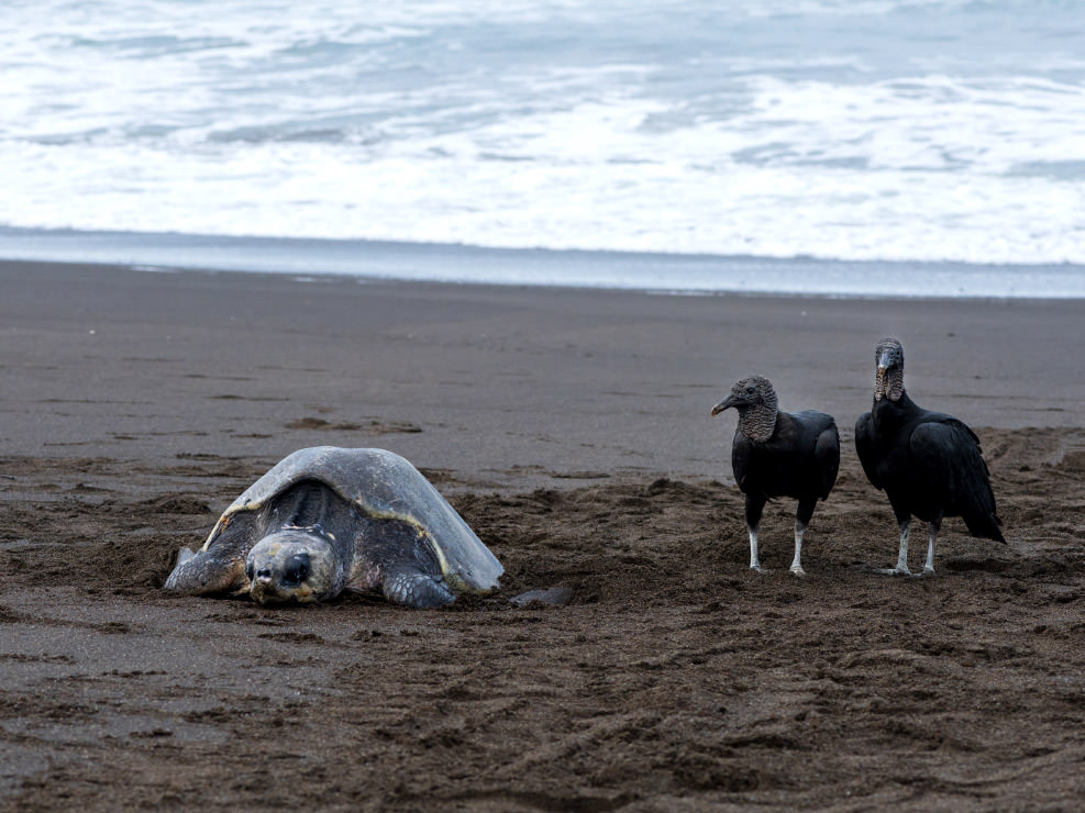 弱ってしまっているウミガメを見つけ、狙いを定めるクロコンドル。