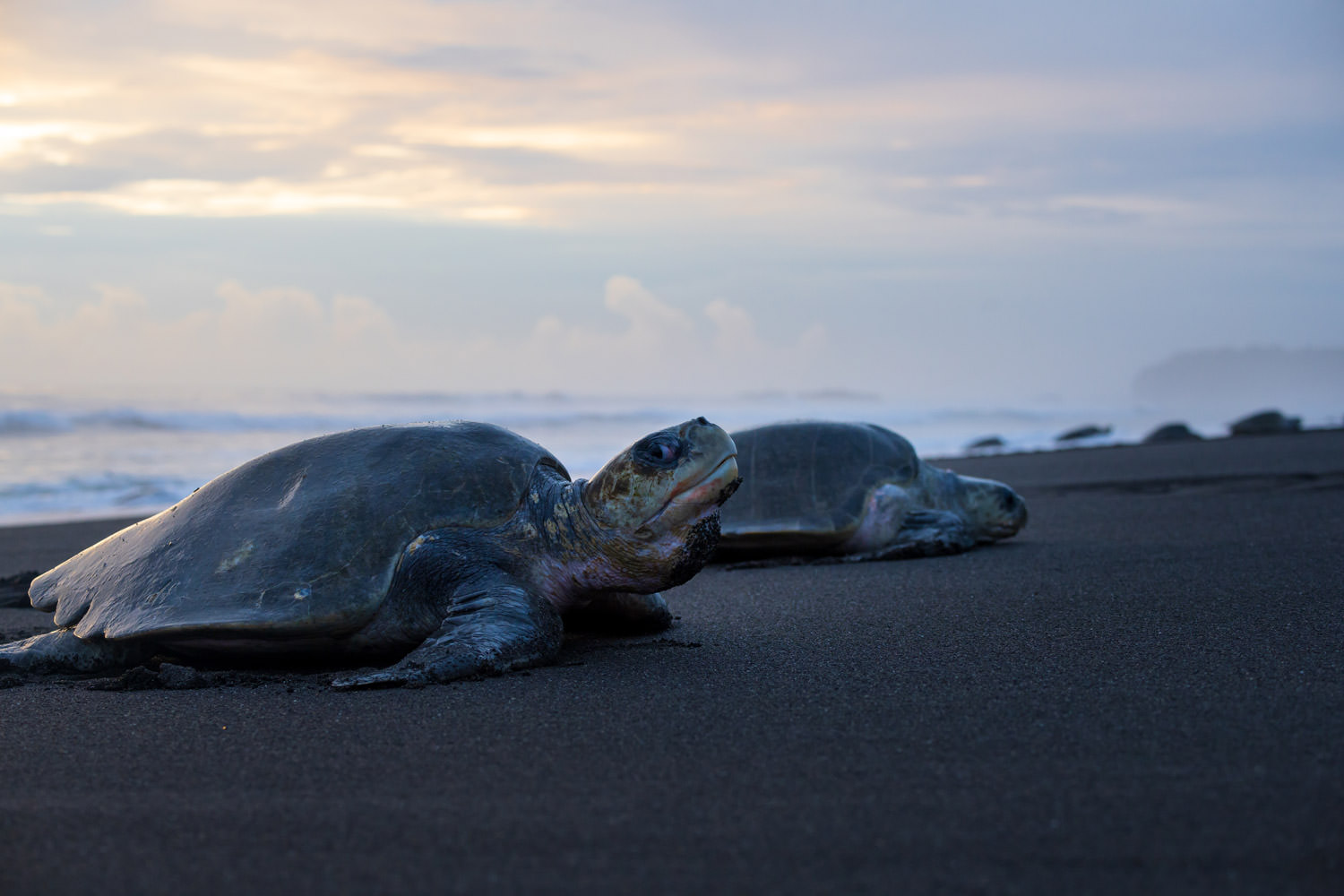産卵前のひととき
