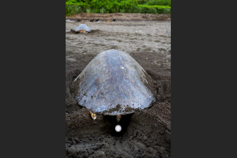 産卵する母ウミガメ