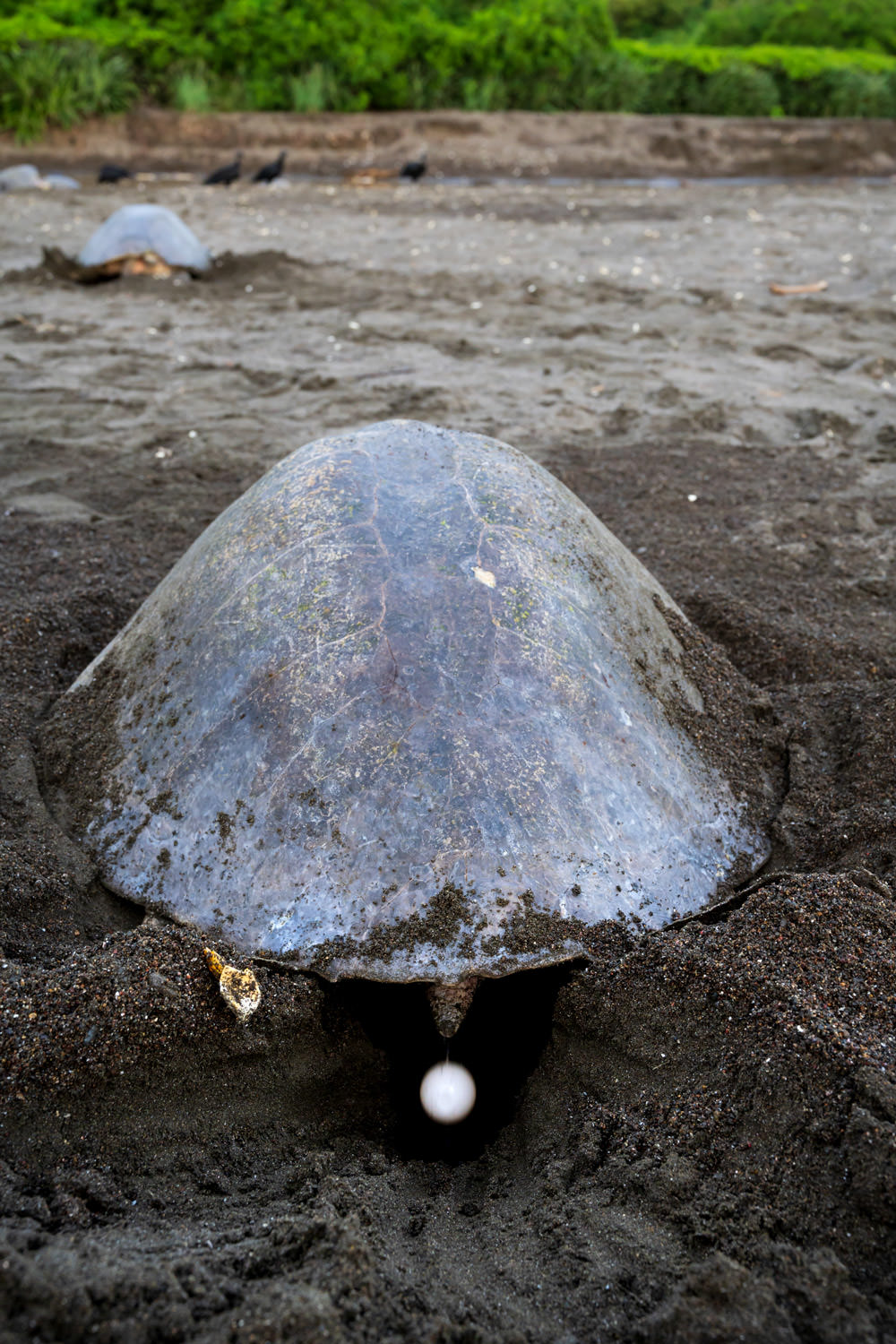 産卵する母ウミガメ