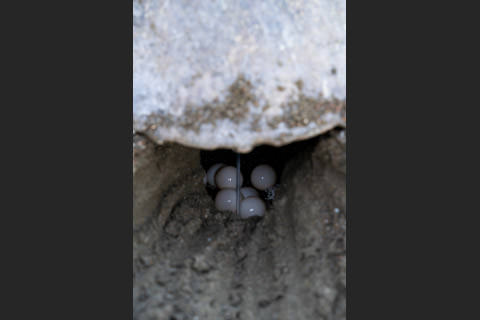 産卵する母ウミガメ