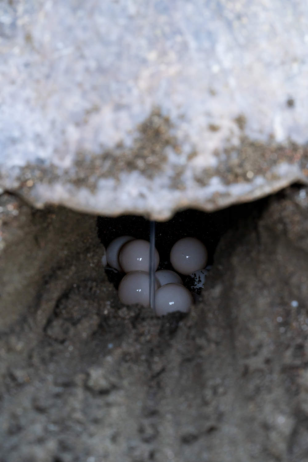 産卵する母ウミガメ