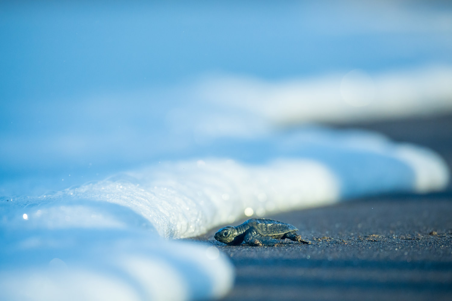 生まれたての赤ちゃん