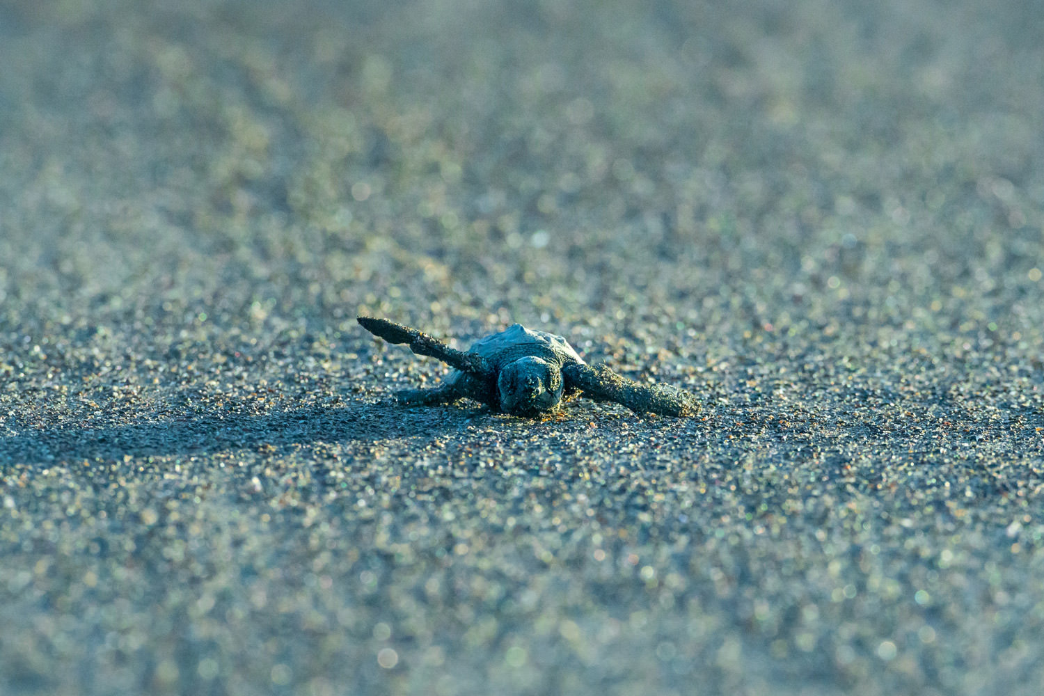 生まれてすぐのサバイバル