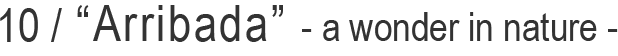 10 / “Arribada” - a wonder in nature -