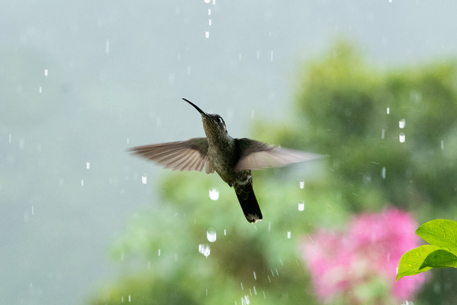 喜びのハチドリ