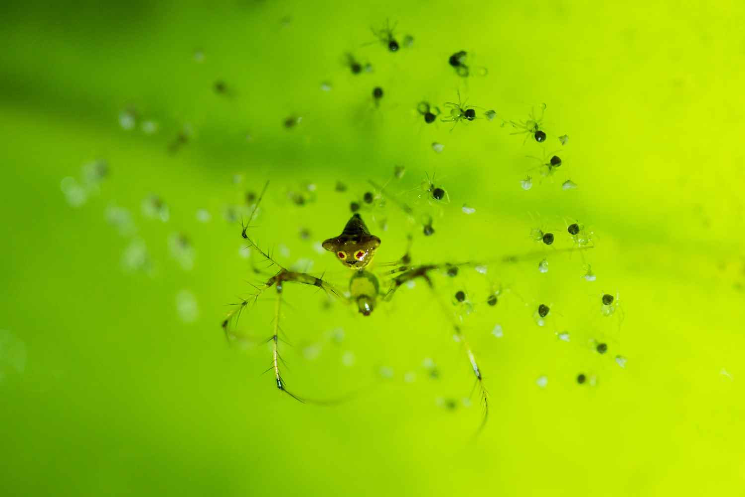 脚の長い生き物