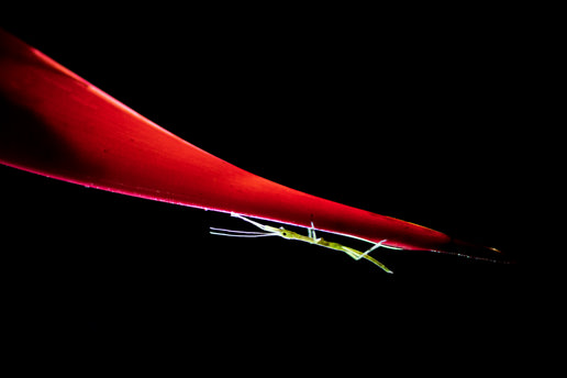 Cosmos in Rainforest