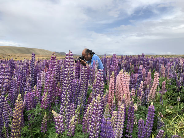 テカポ湖畔に群生するルピナス