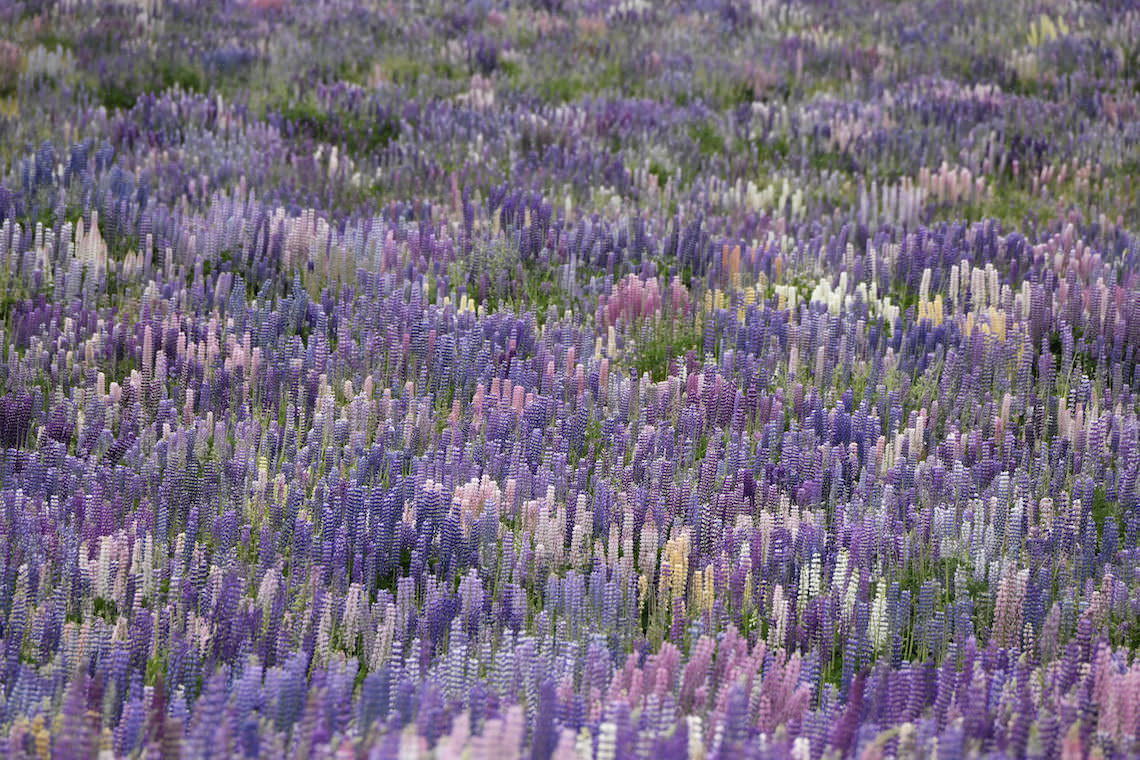 ルピナスのグラデーション