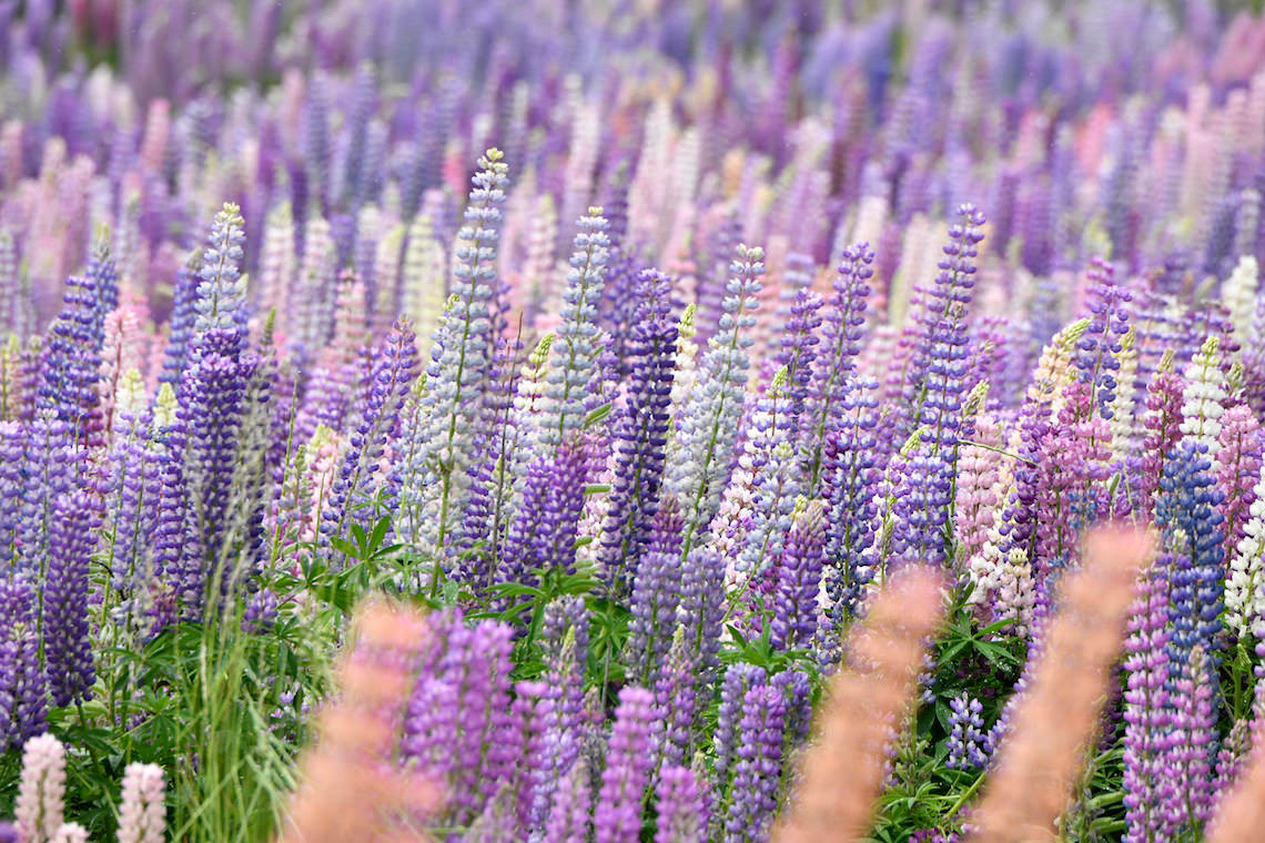 生命力あふれるルピナス