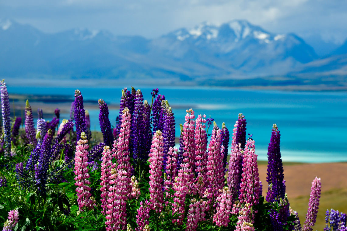 ルピナスとテカポ湖