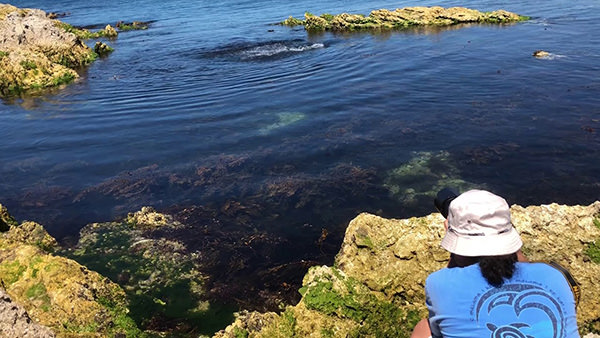 カイコウラの海で泳いでいたオットセイ。僕に興味をもったのか、のんびりとこちらに近寄ってきて、またゆったりと泳ぎ去っていった。