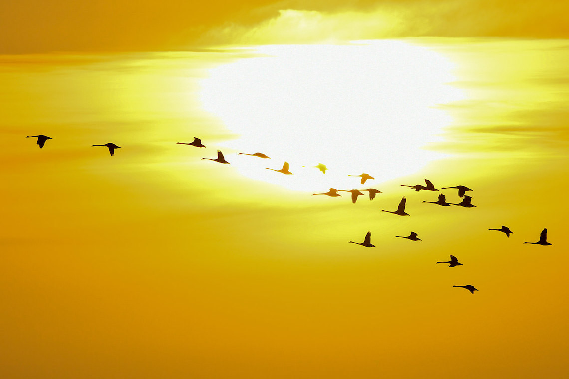 コクチョウの湖