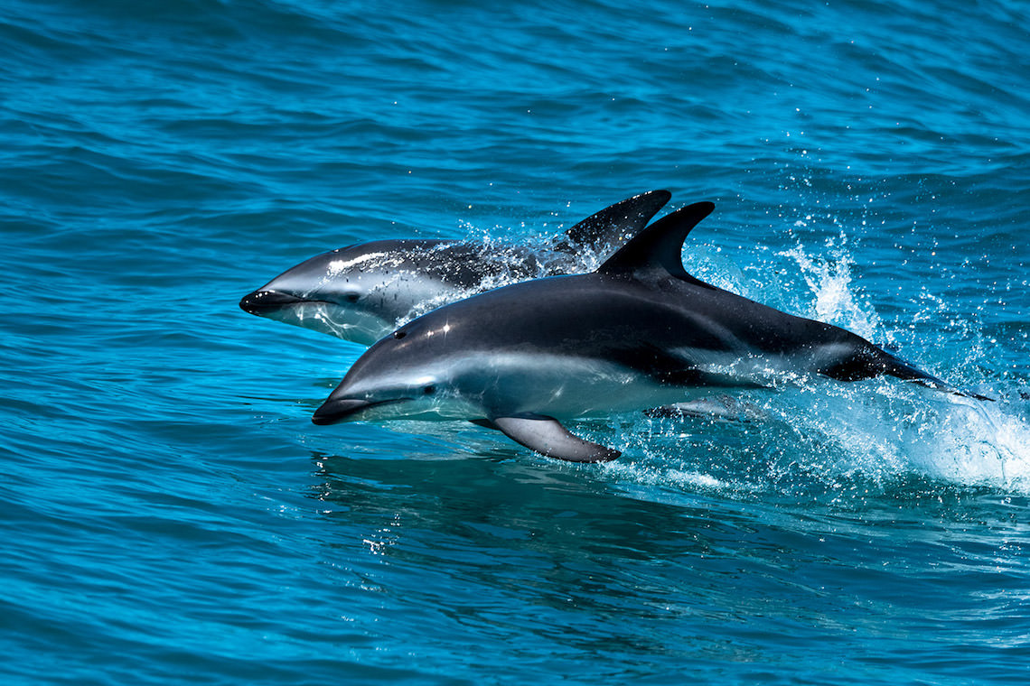 嬉しそうに飛び跳ねるダスキー・ドルフィン