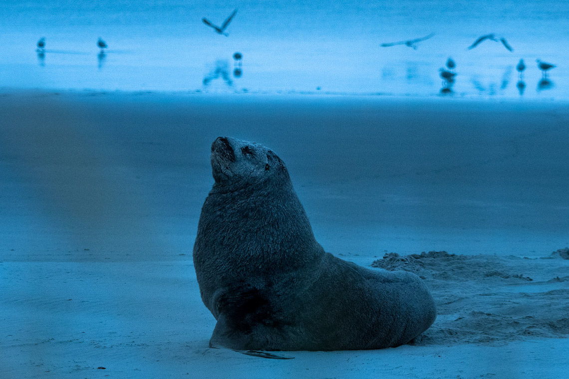 ニュージーランド・アシカ