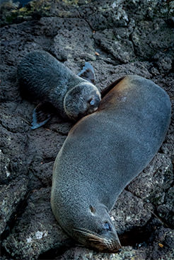 ニュージーランド・オットセイの母仔