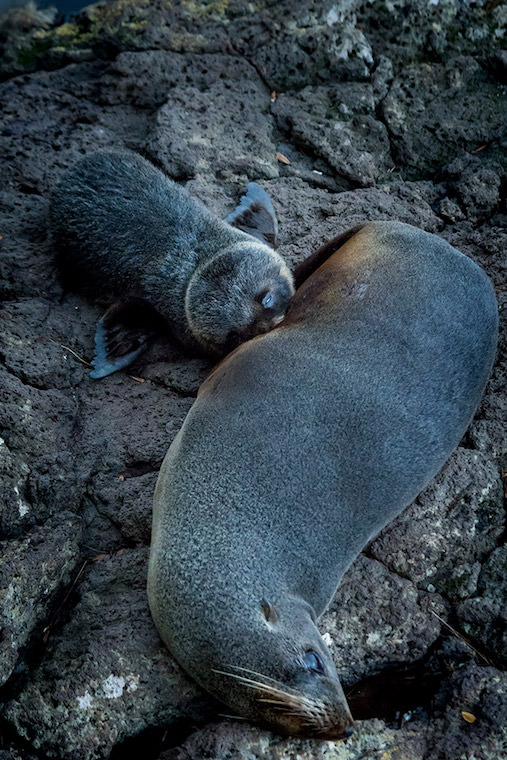 ニュージーランド・オットセイの母仔会