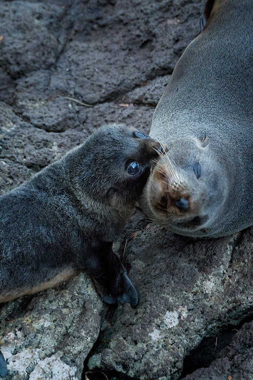 ニュージーランド・オットセイの母仔会